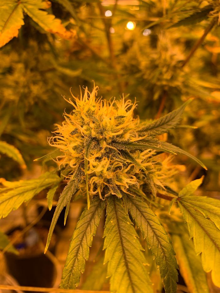 Detailed view of a cannabis flower showcasing its vibrant colors and intricate details.