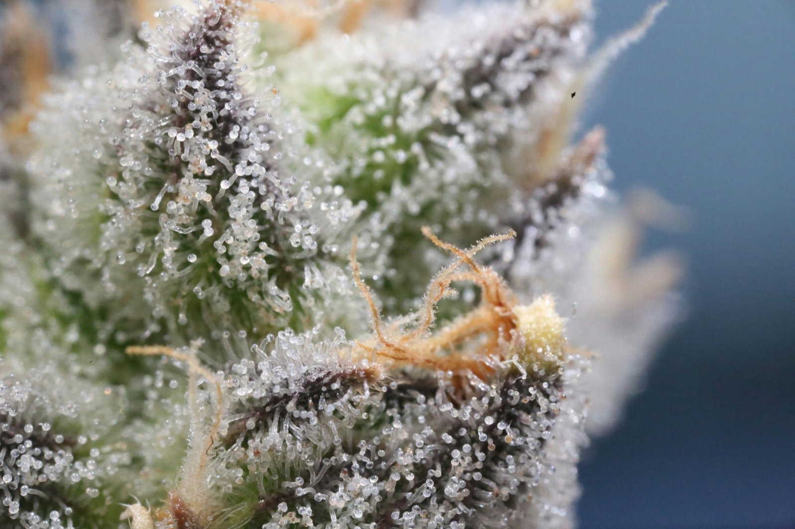 Trichome - Hash-Herstellung